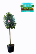 Hibiscus Standard Seminole Pink
