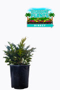 Fern Holly