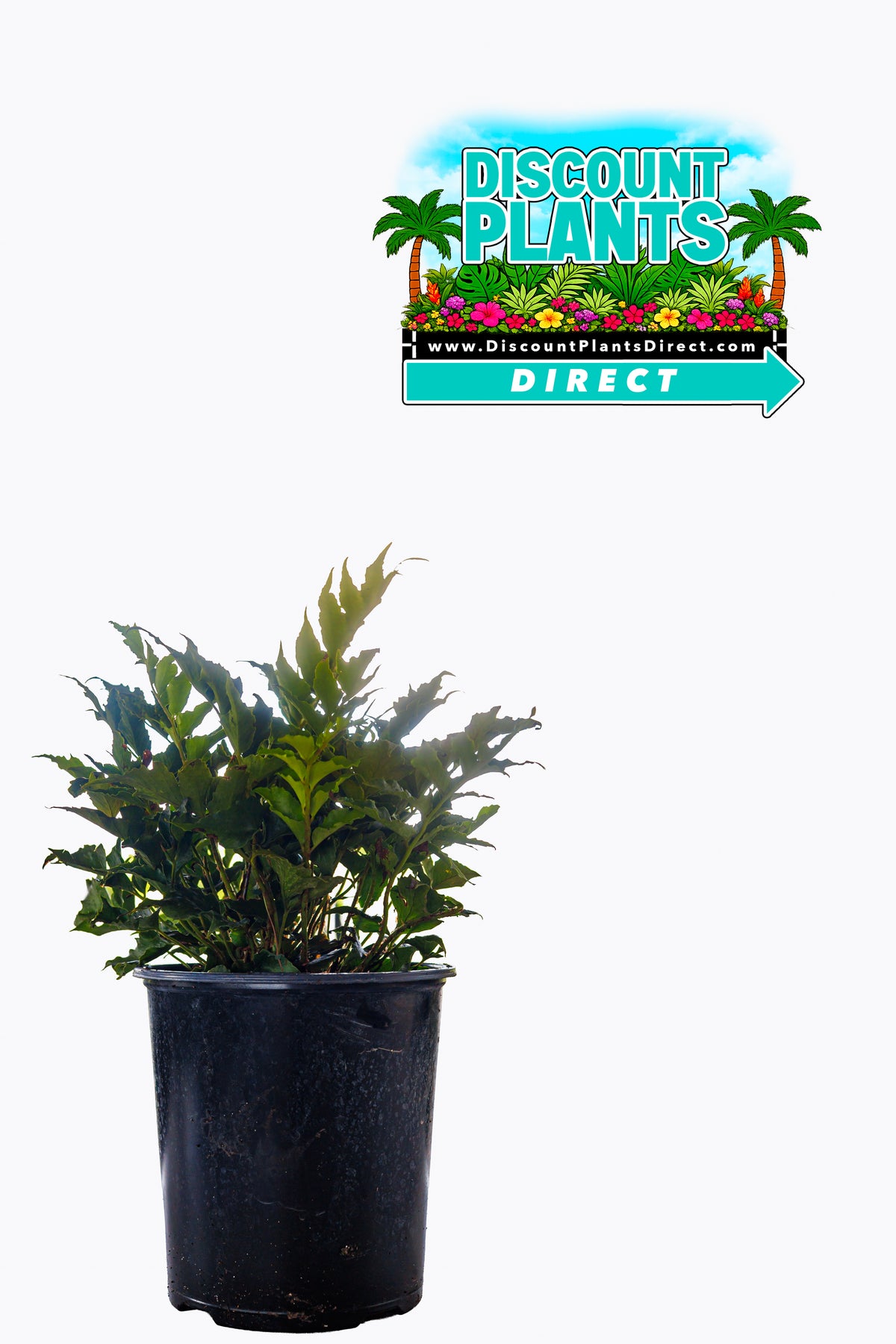 Fern Holly