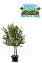 Crape Myrtle Muskogee