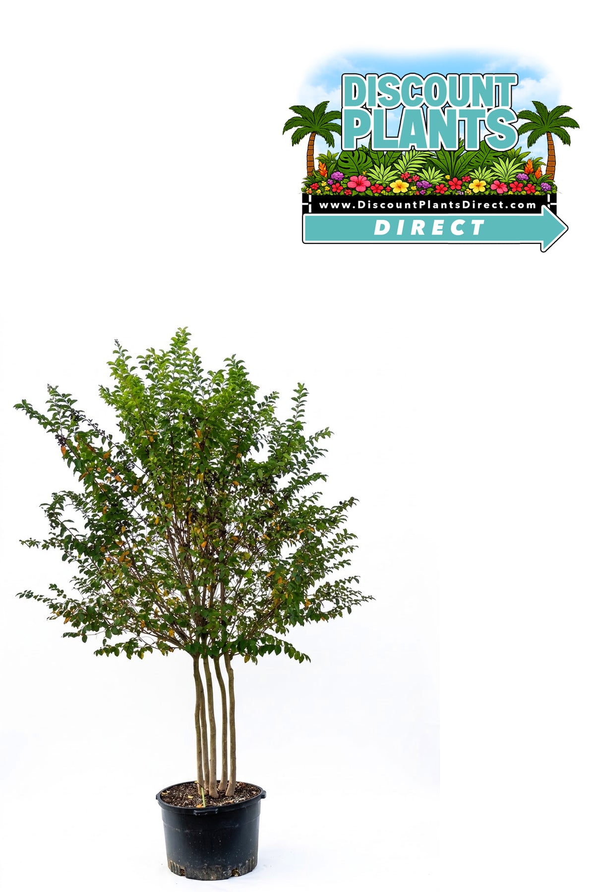 Crape Myrtle Muskogee