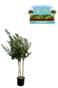 Crape Myrtle Natchez