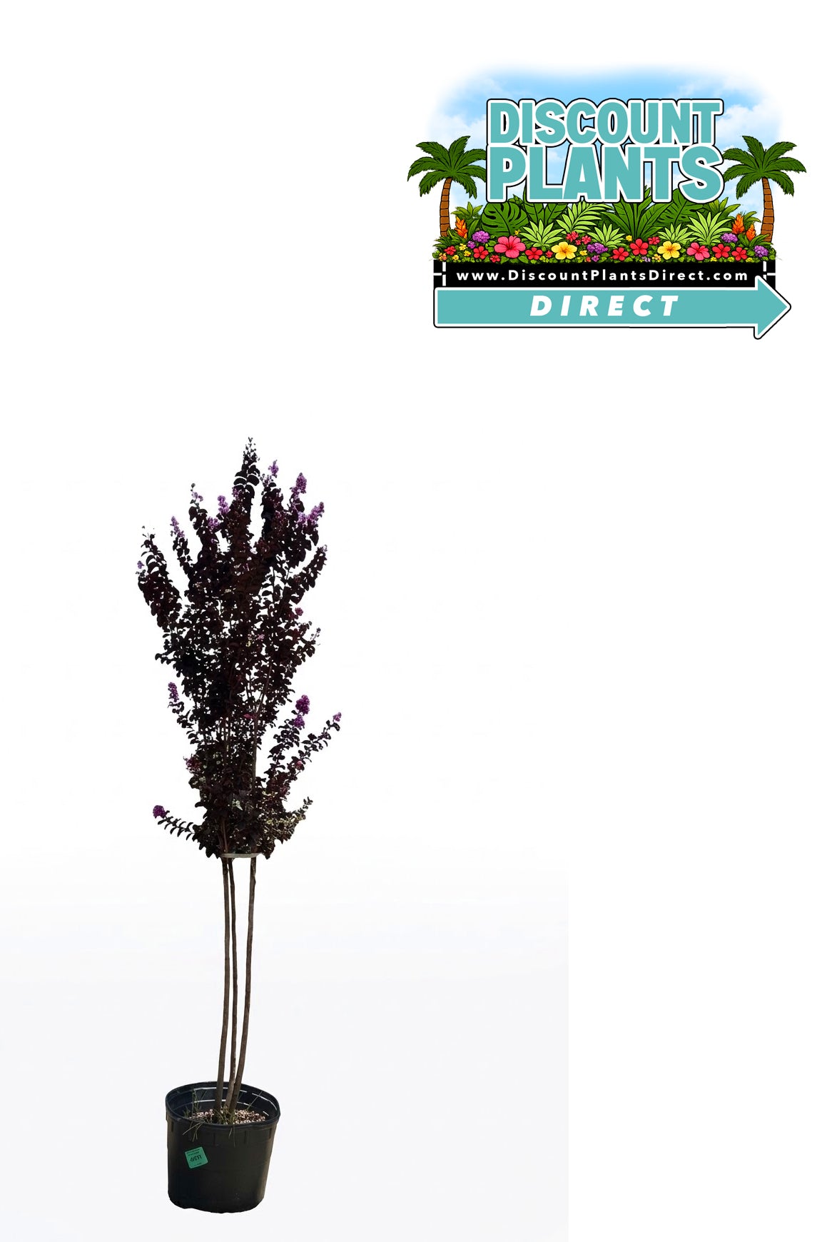 Crape Myrtle Thunderstruck Lavender