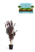 Crape Myrtle White