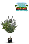 Crape Myrtle Tuscarora