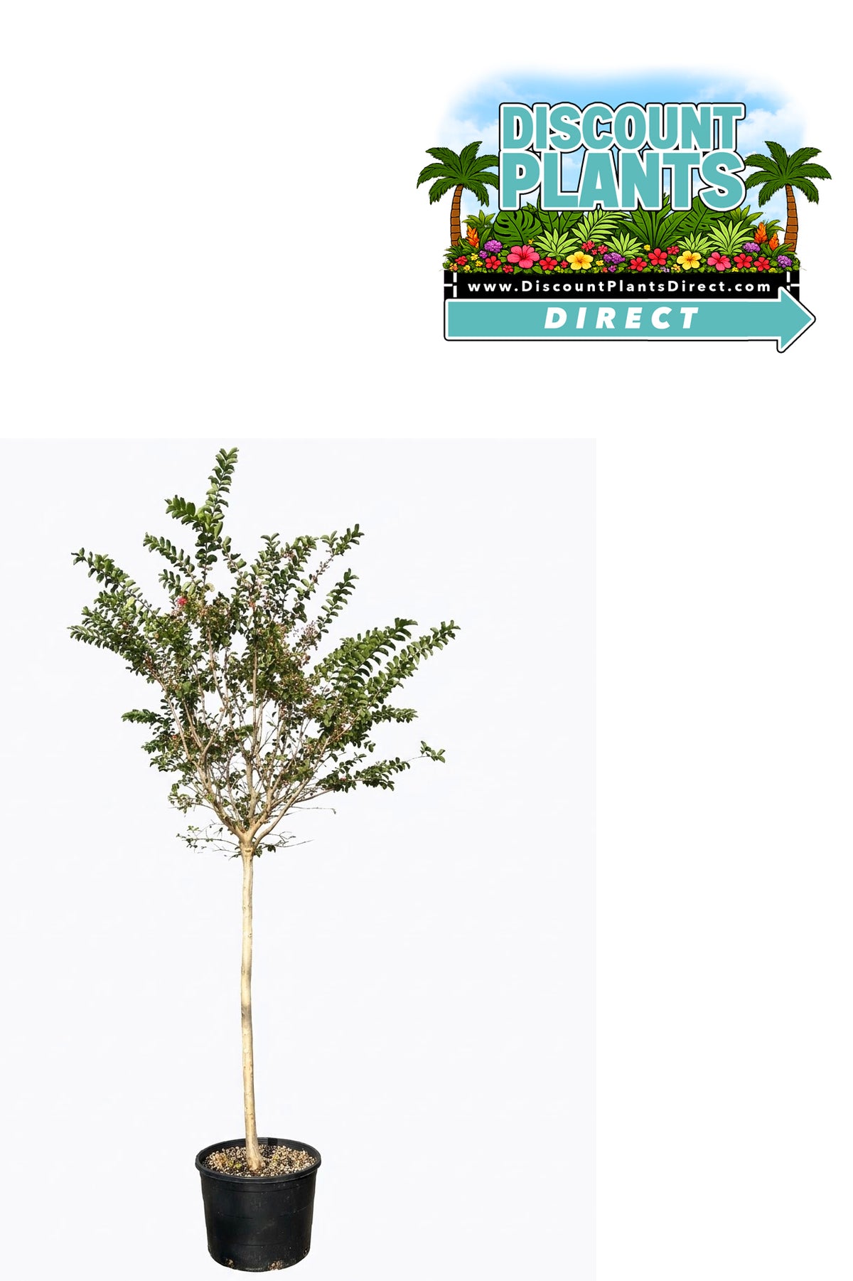 Crape Myrtle Tuskegee