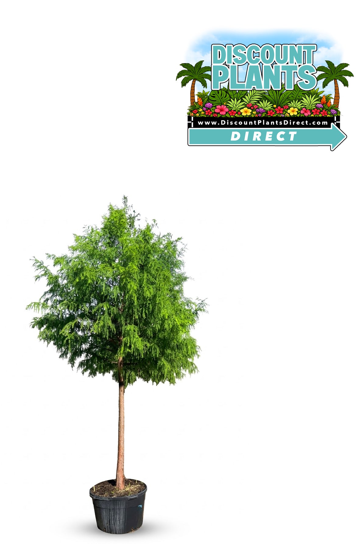 Cypress Bald
