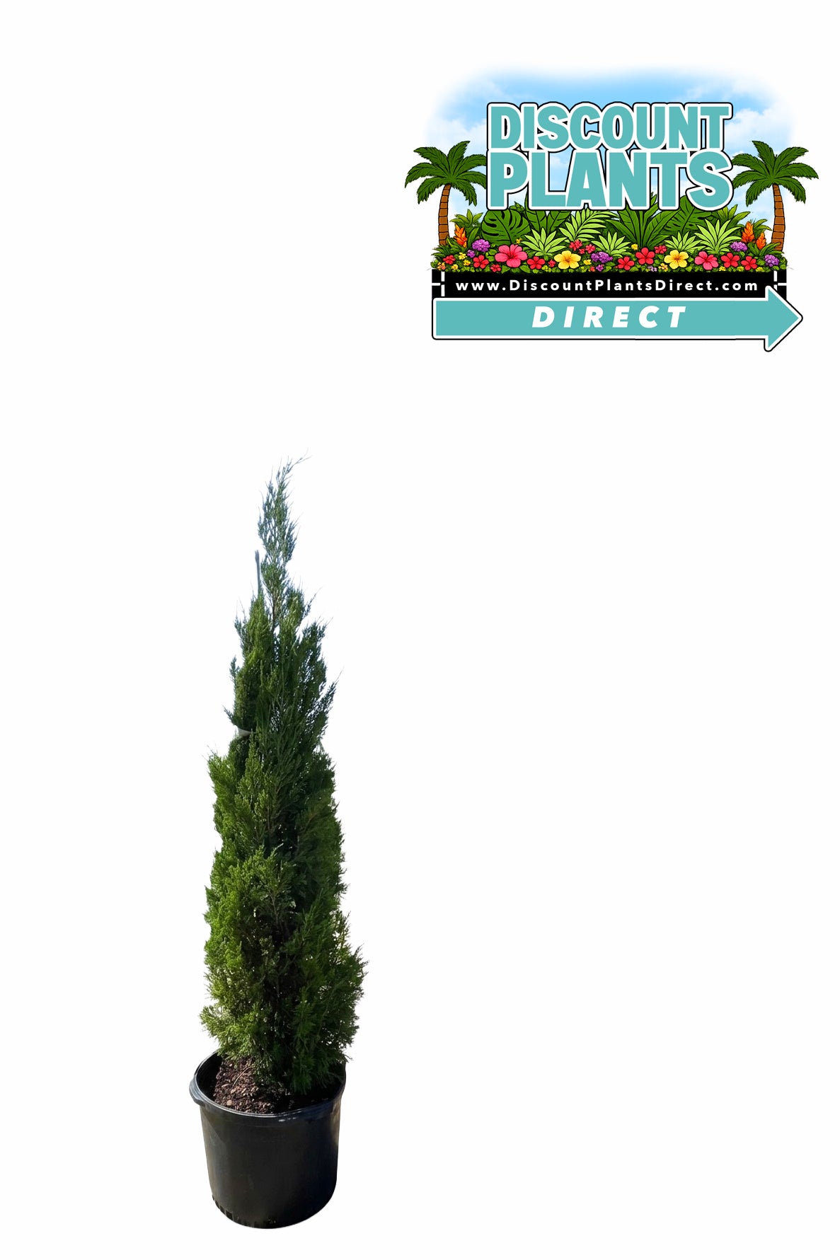 Easter Red Cedar Brodie