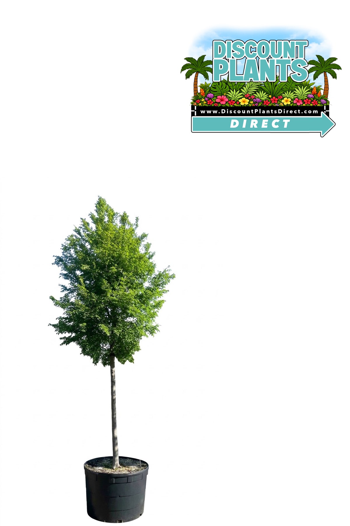 Elm Allee