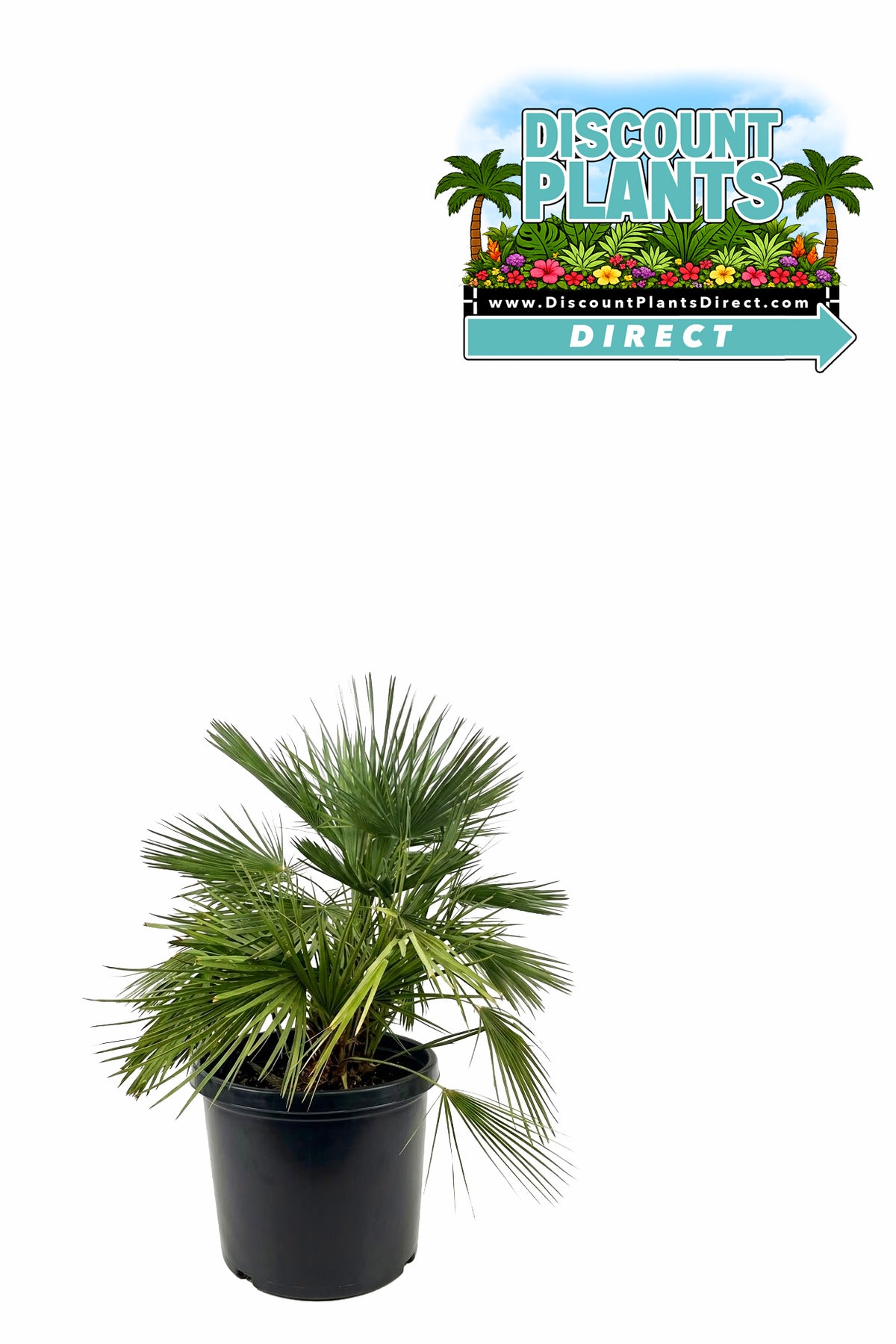 European Fan Palm