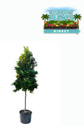 Holly Dahoon Nativa