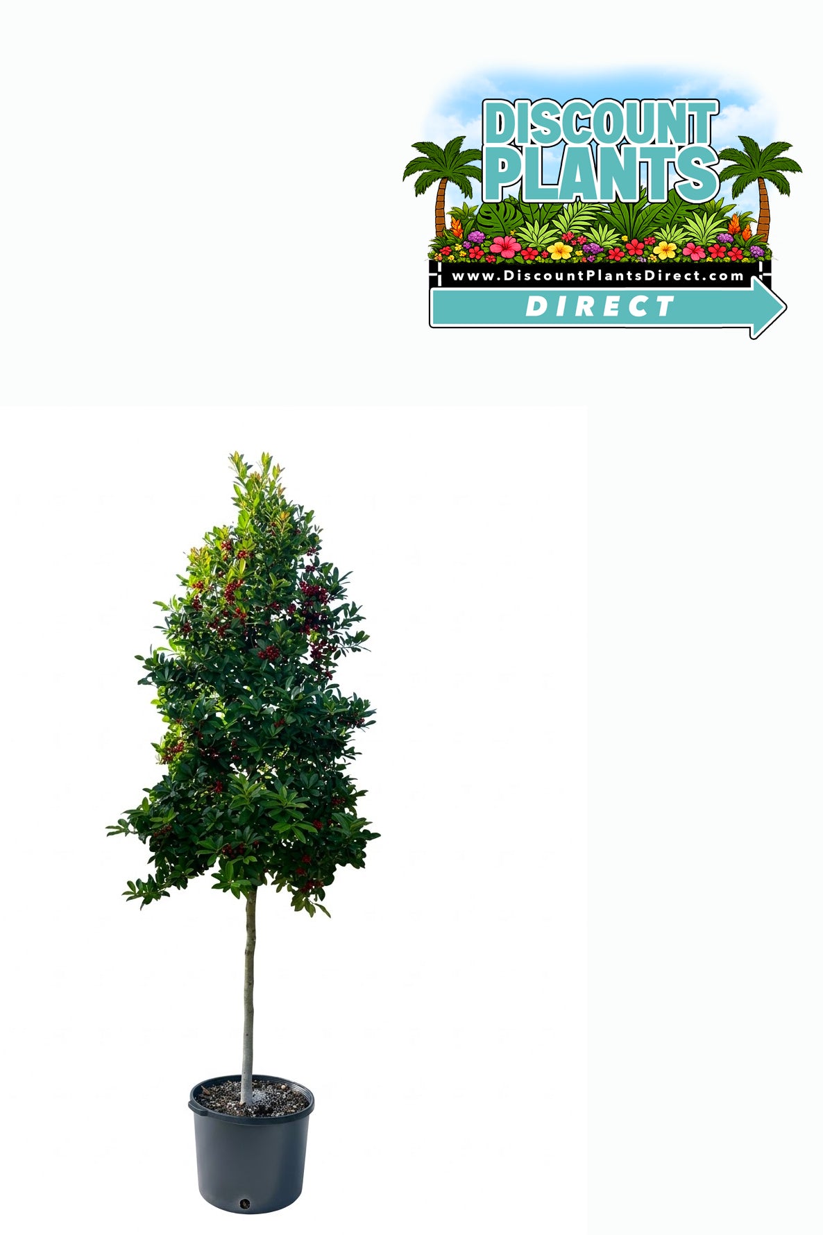 Holly Dahoon Nativa