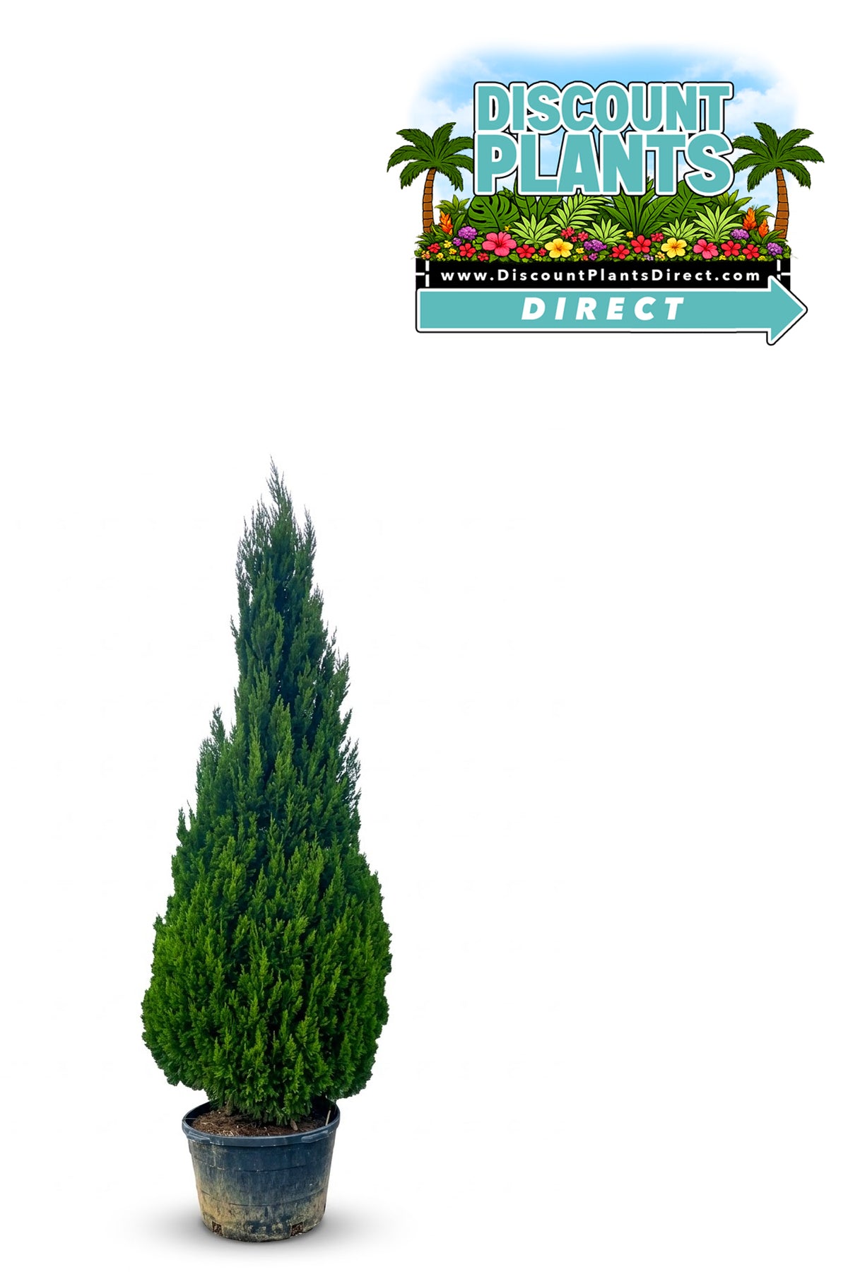 Juniper Spartan