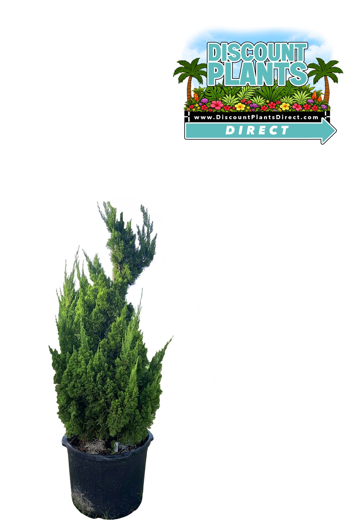 Juniper Torulosa