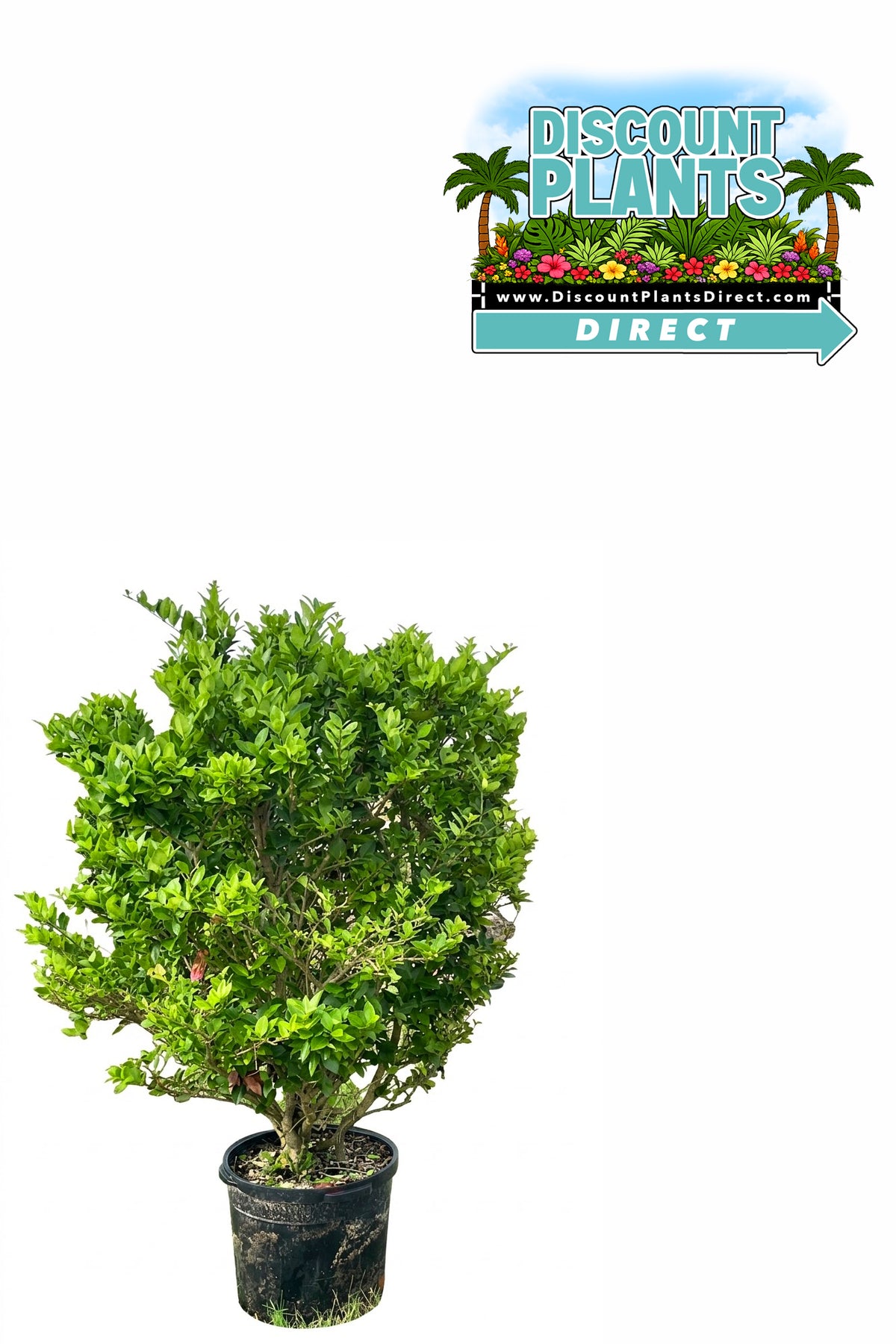 Ligustrum Japanese Privet