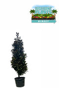 Magnolia Southern Bracken Brown Beauty
