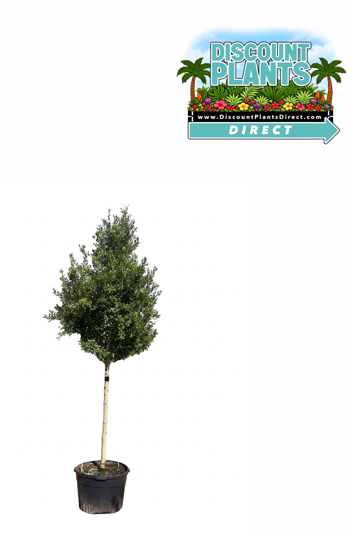 Oak Live Cathedral
