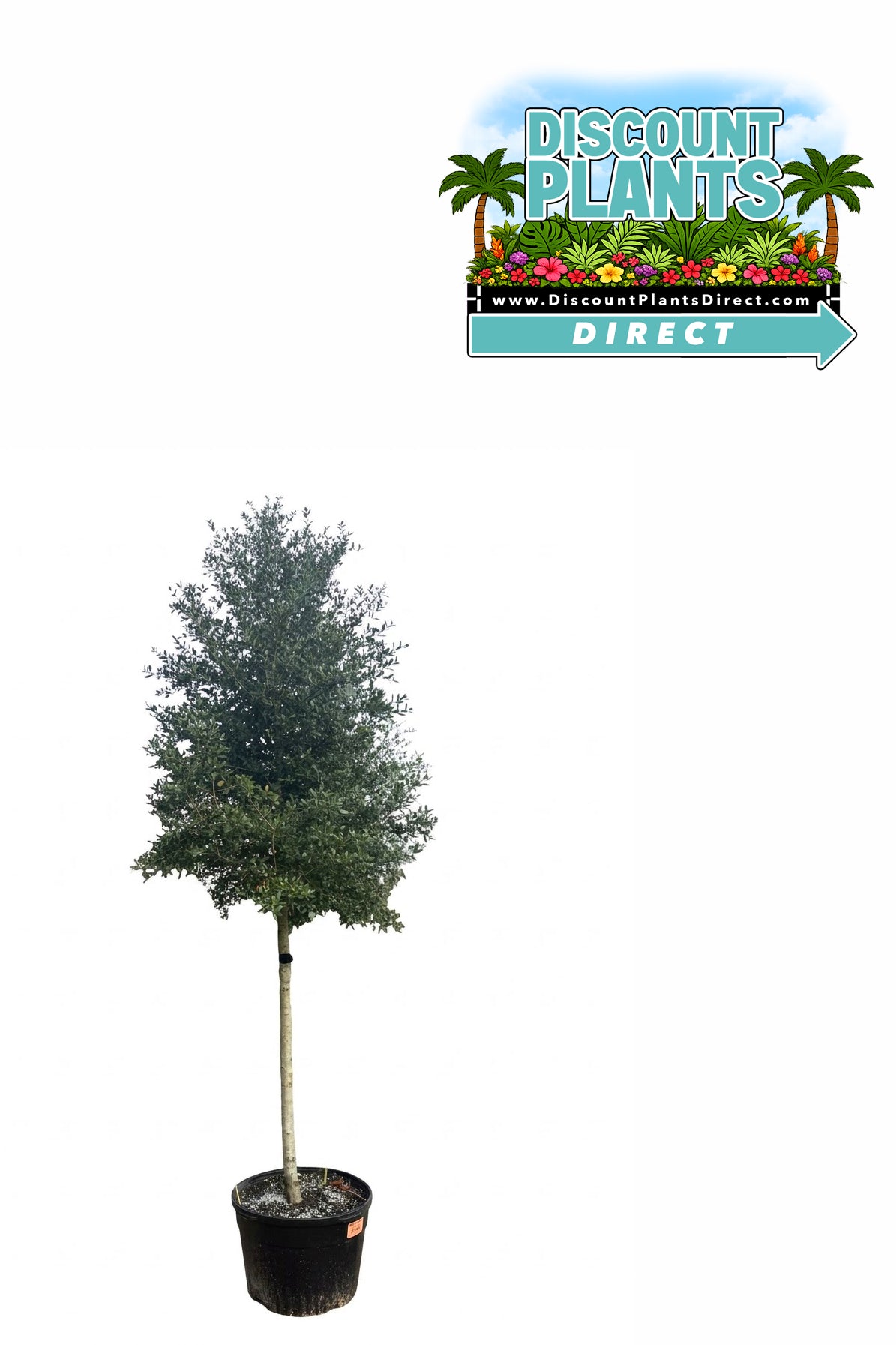 Oak Live Seedling
