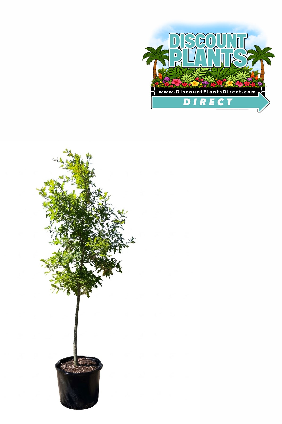 Oak Nuttall