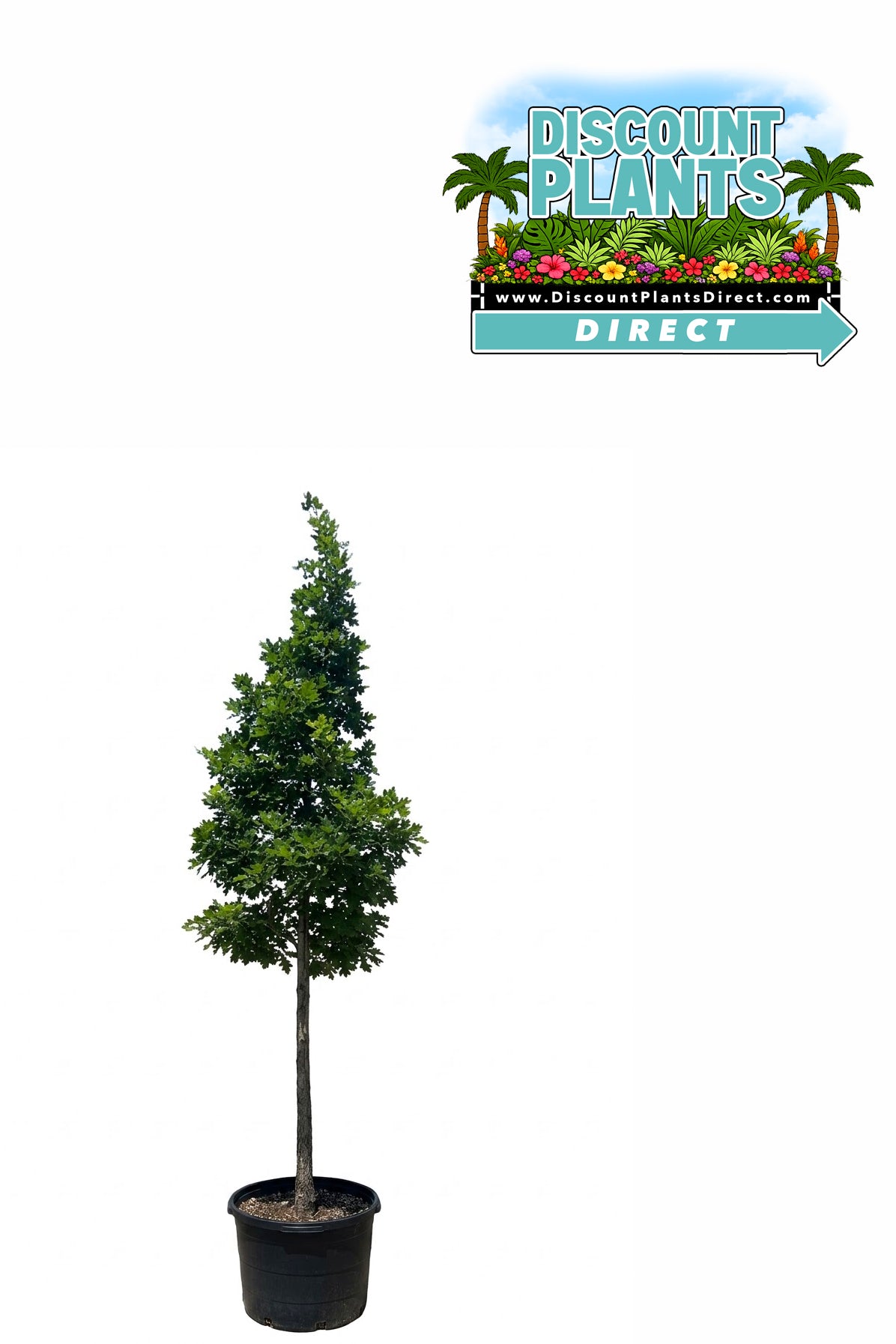 Oak Shumard