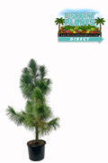 Pine Densa