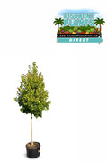 Red Maple Flame
