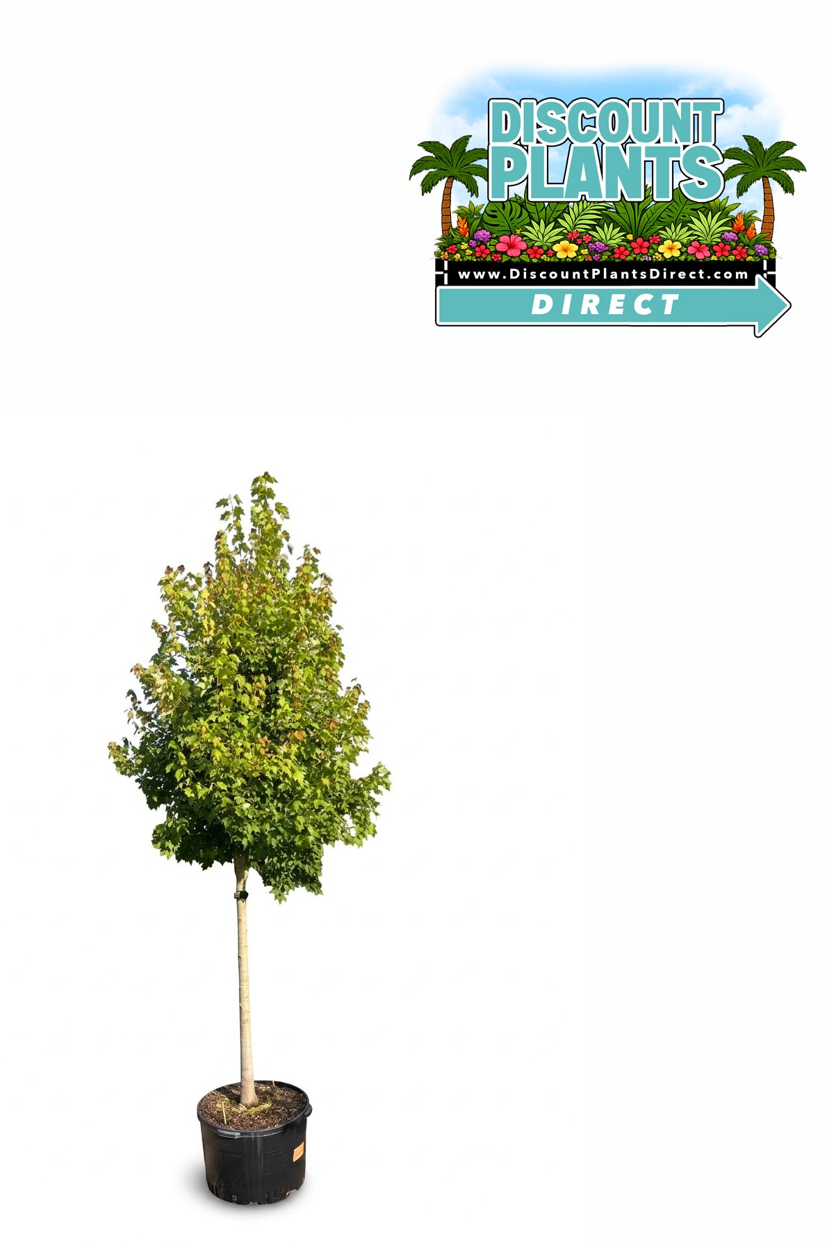 Red Maple Flame