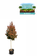 Red Maple Summer Red