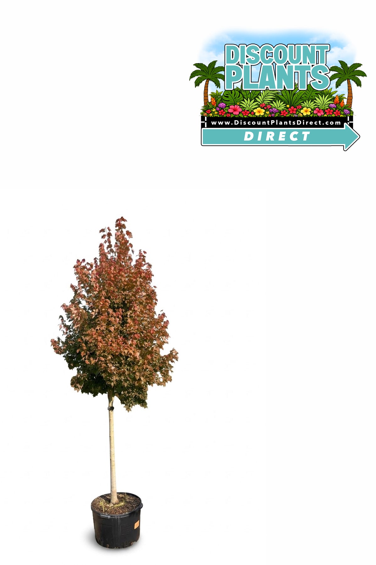 Red Maple Summer Red