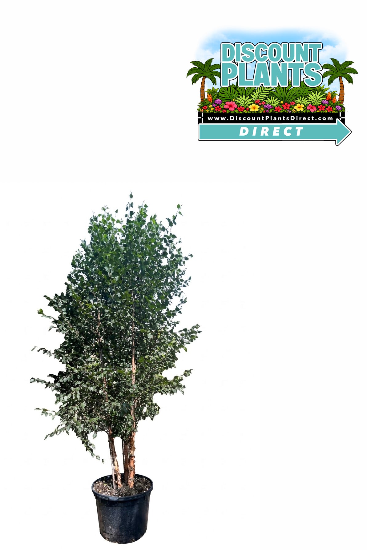 Riverbirch Dura-heat