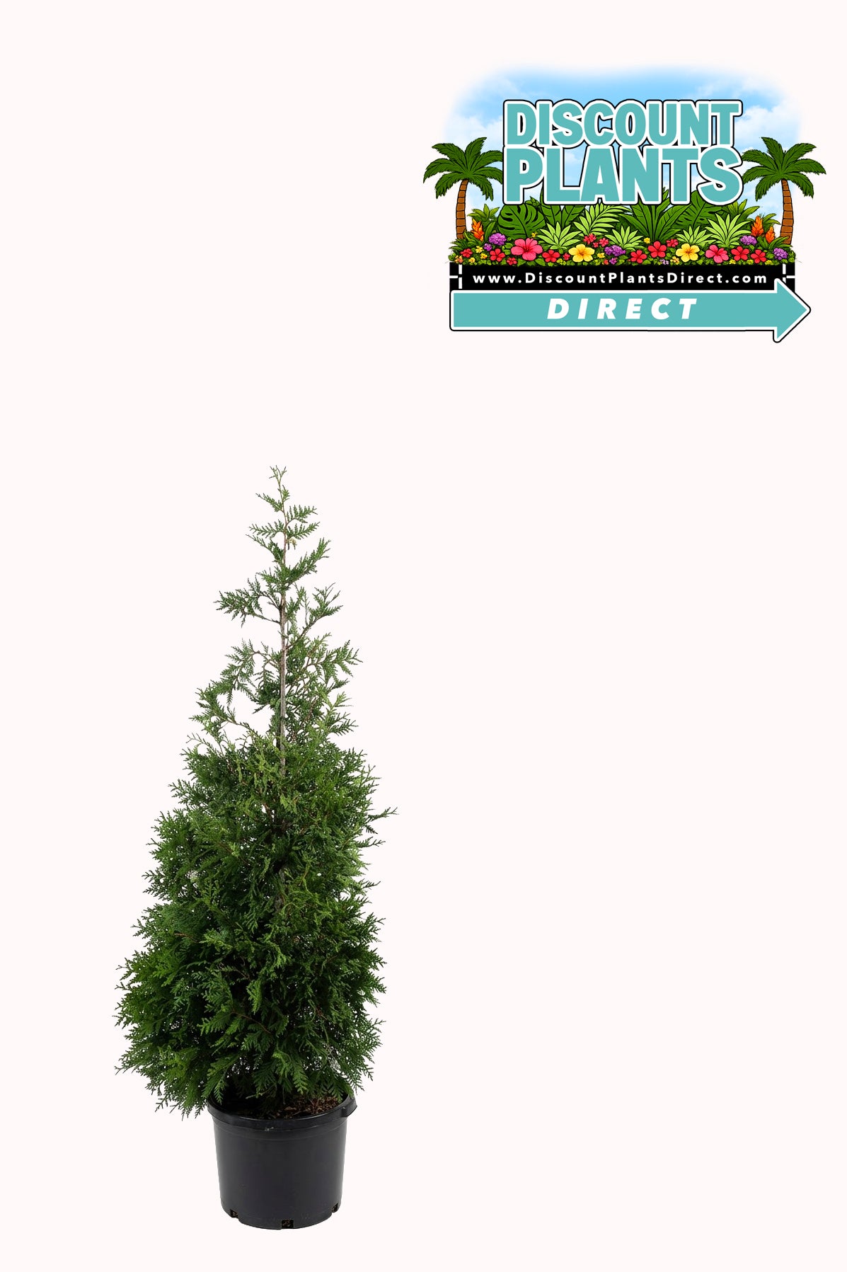 Thuja Green Giant