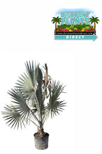 Bismarck Palm