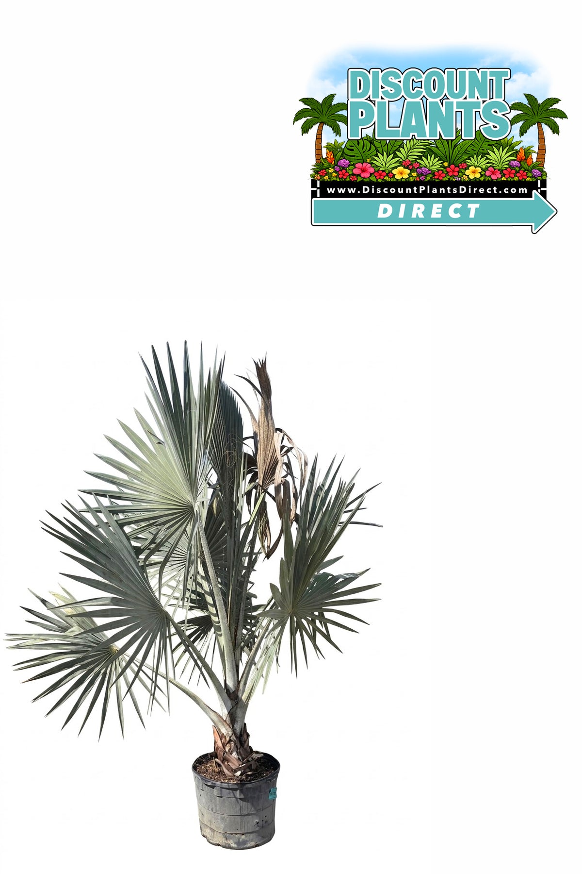 Bismarck Palm