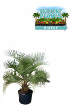 Pindo Palm