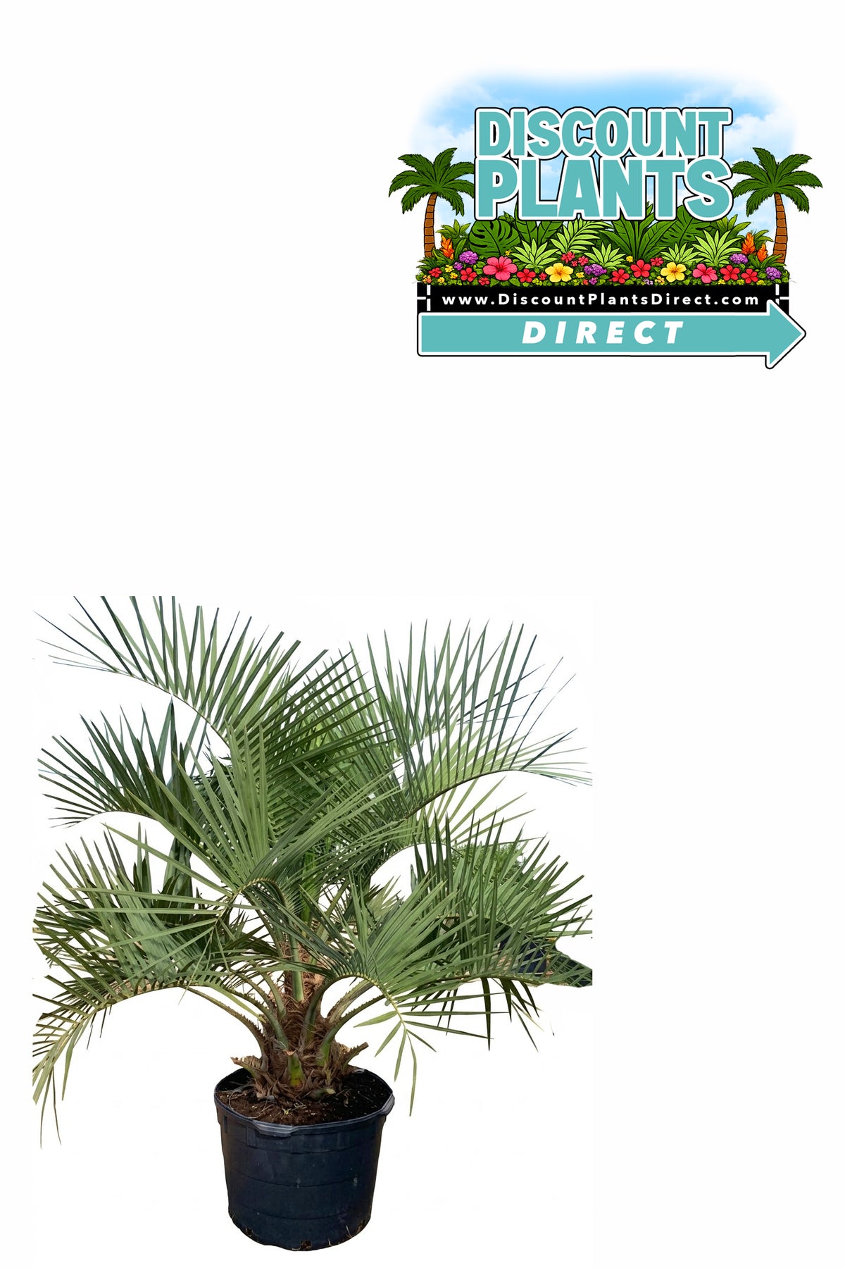 Pindo Palm