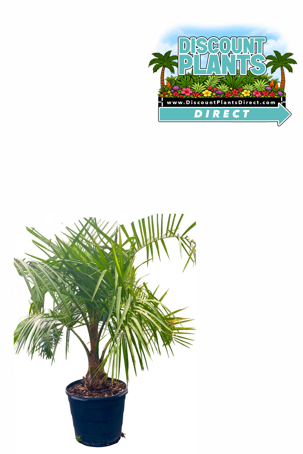 Mule Palm