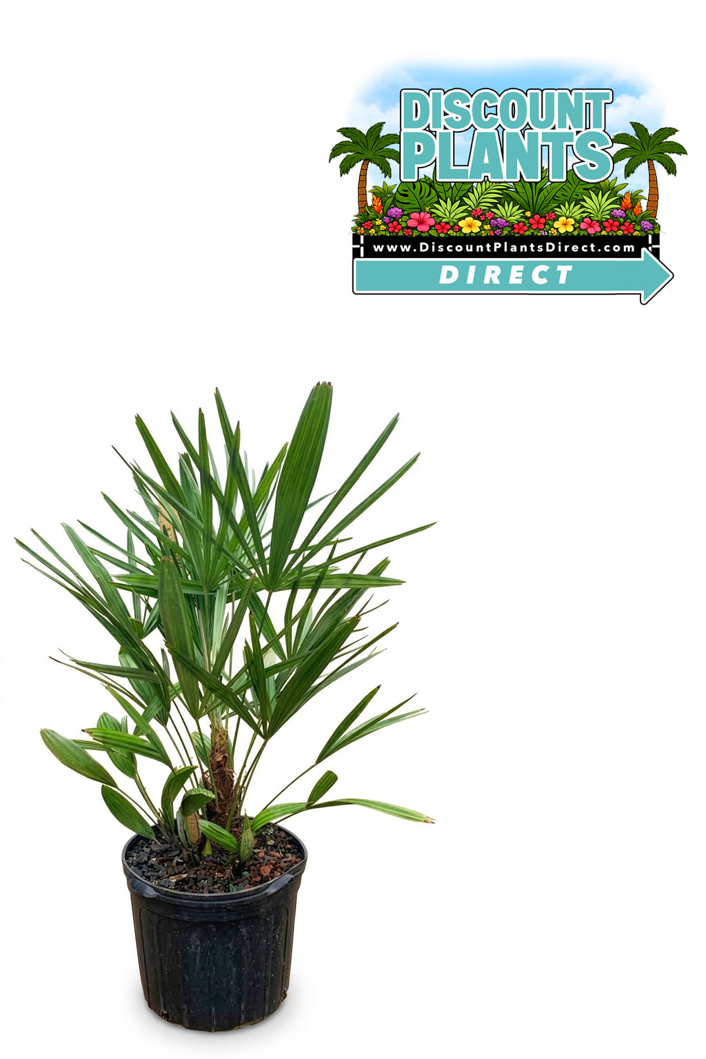 Needle Palm