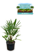 Needle Palm