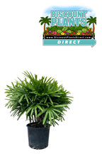 Lady Palm