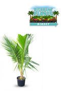 Queen Palm