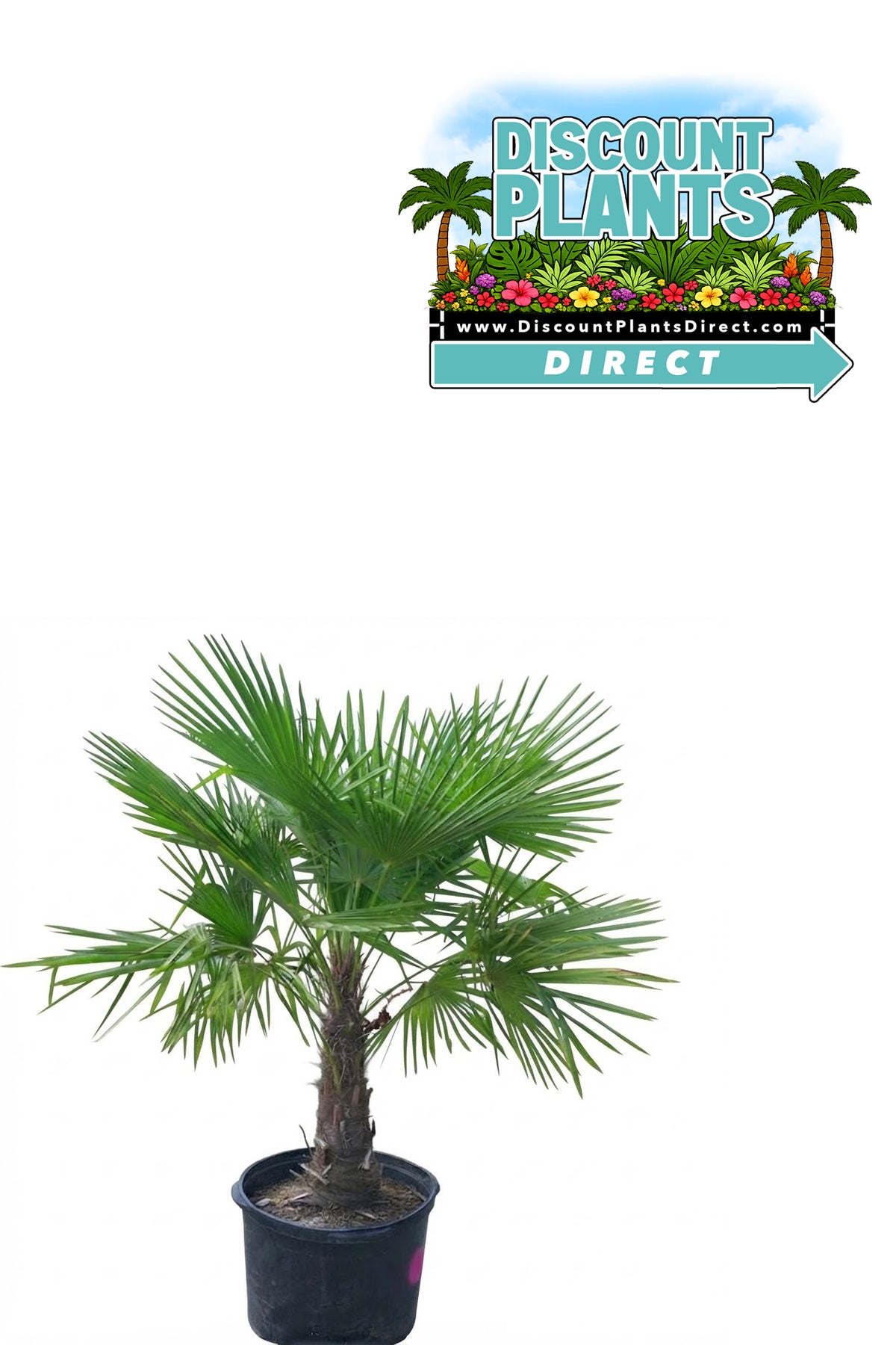 Windmill Palm