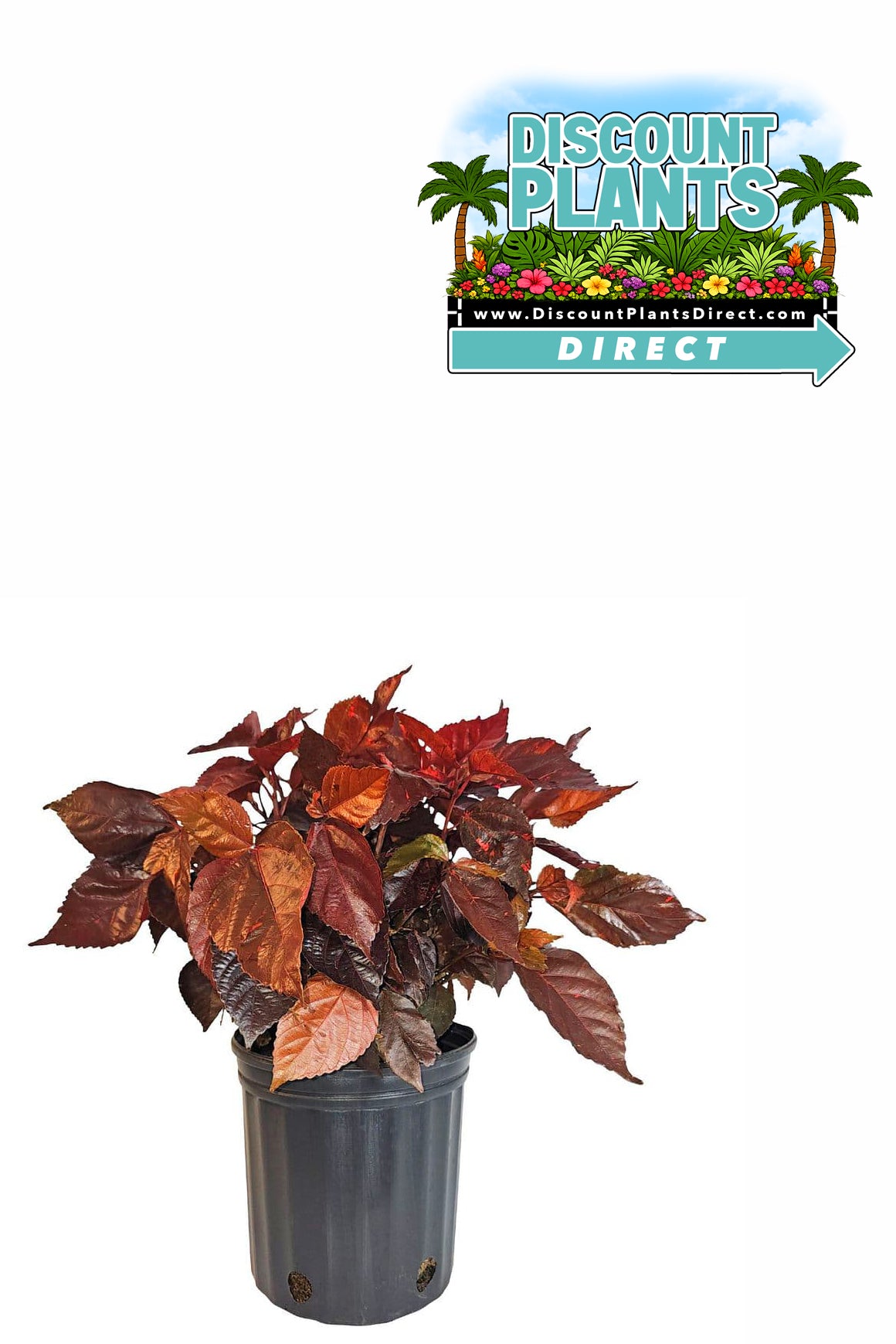 Copperleaf Blaze