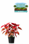 Copperleaf Louisiana Red