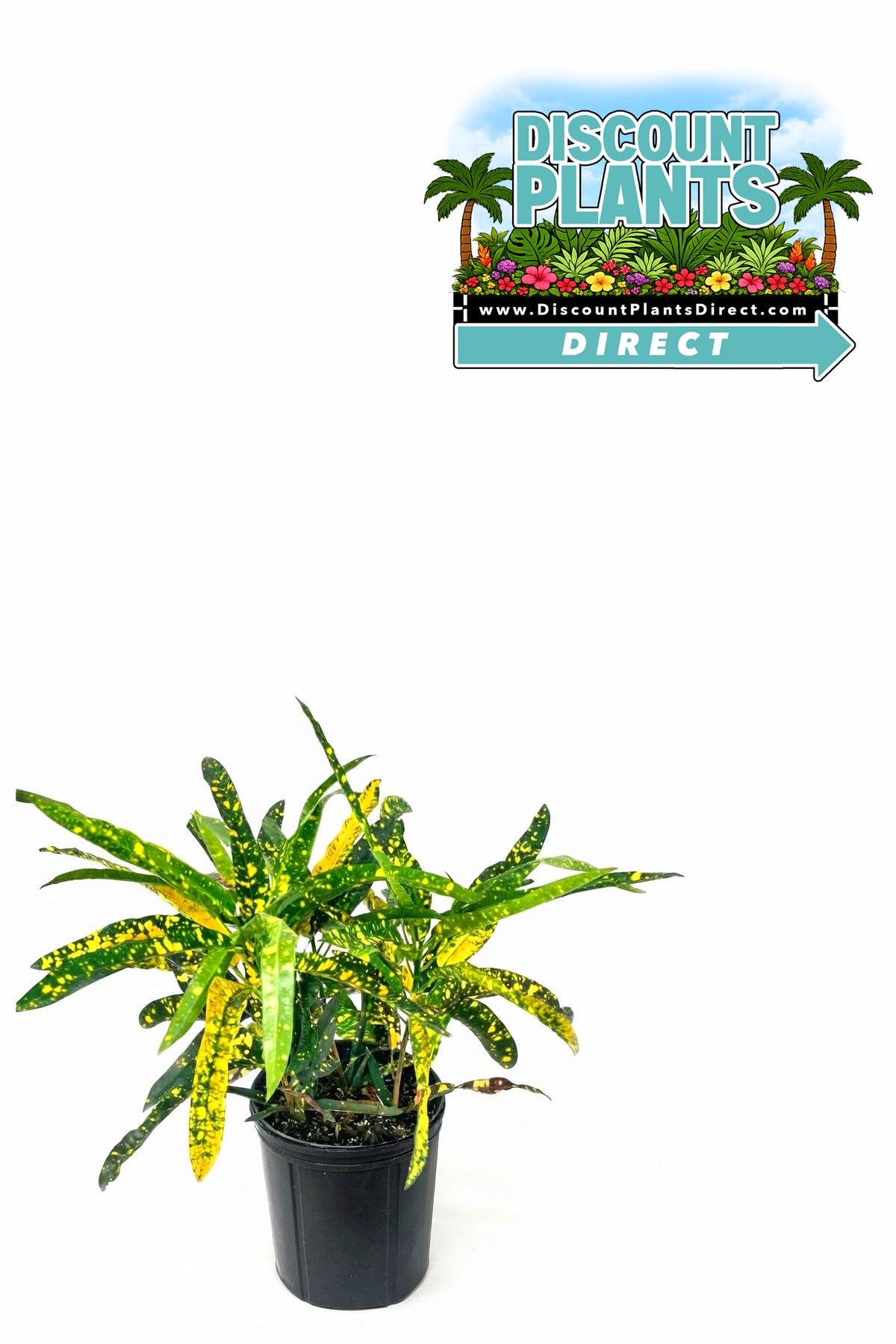 Copperleaf Java White