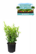 Japanese Boxwood