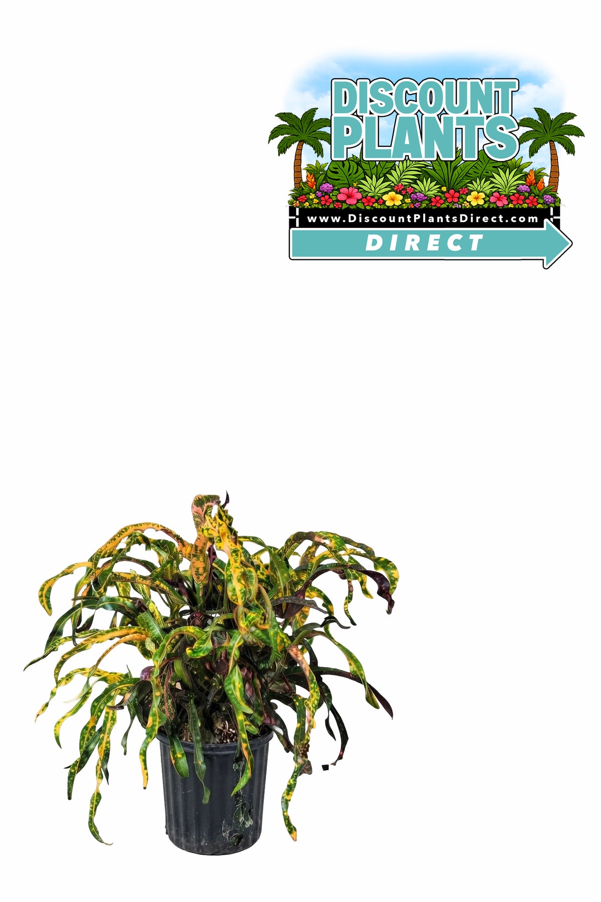 Croton Dreadlocks