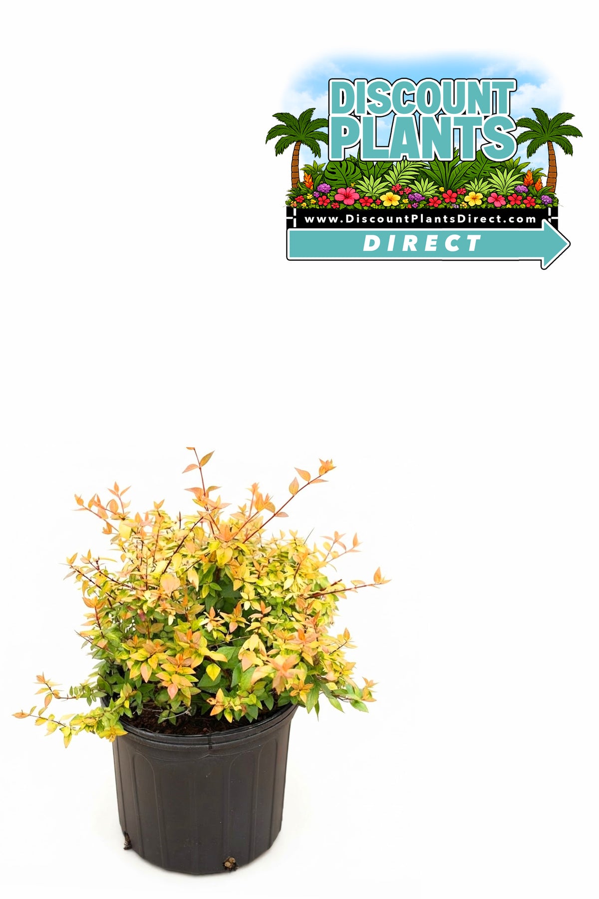 Abelia (Francis Mason)