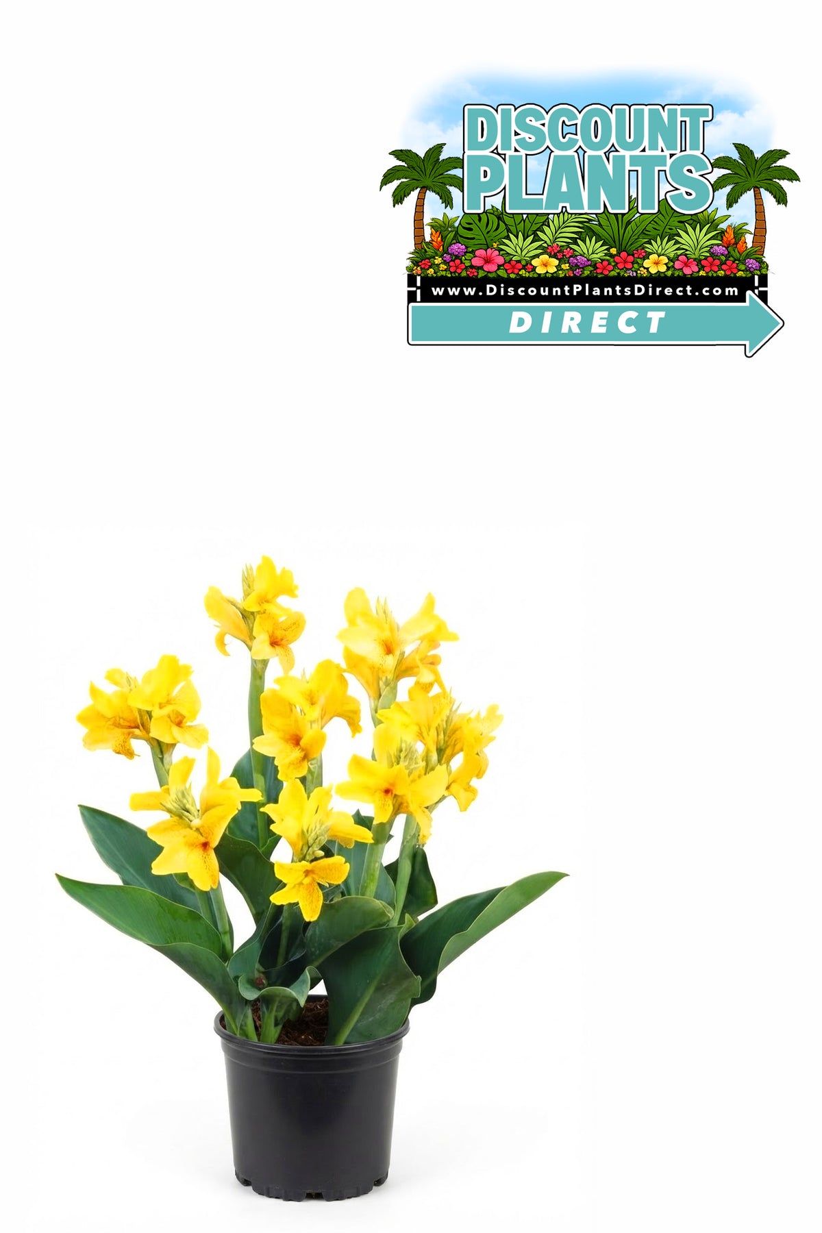 Cana Lilly (Yellow)