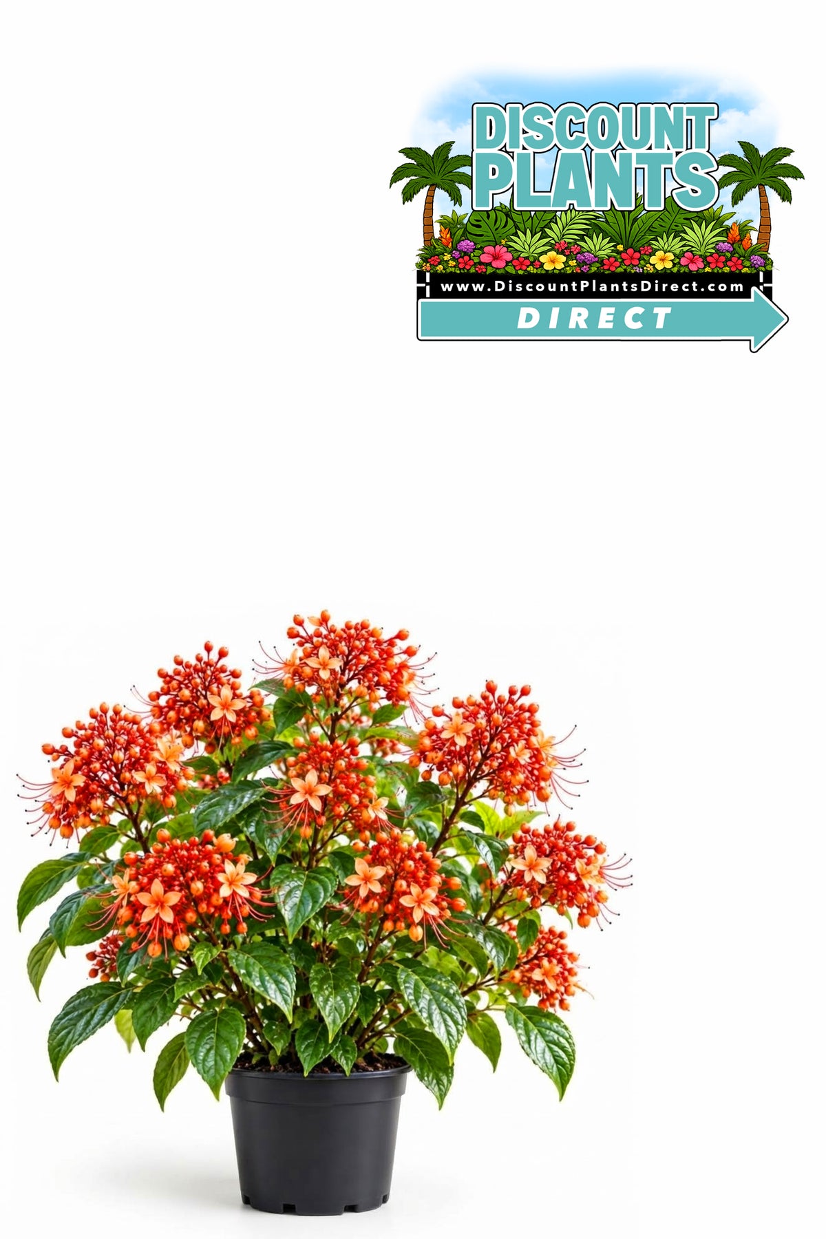 Clerodendrum Starshine