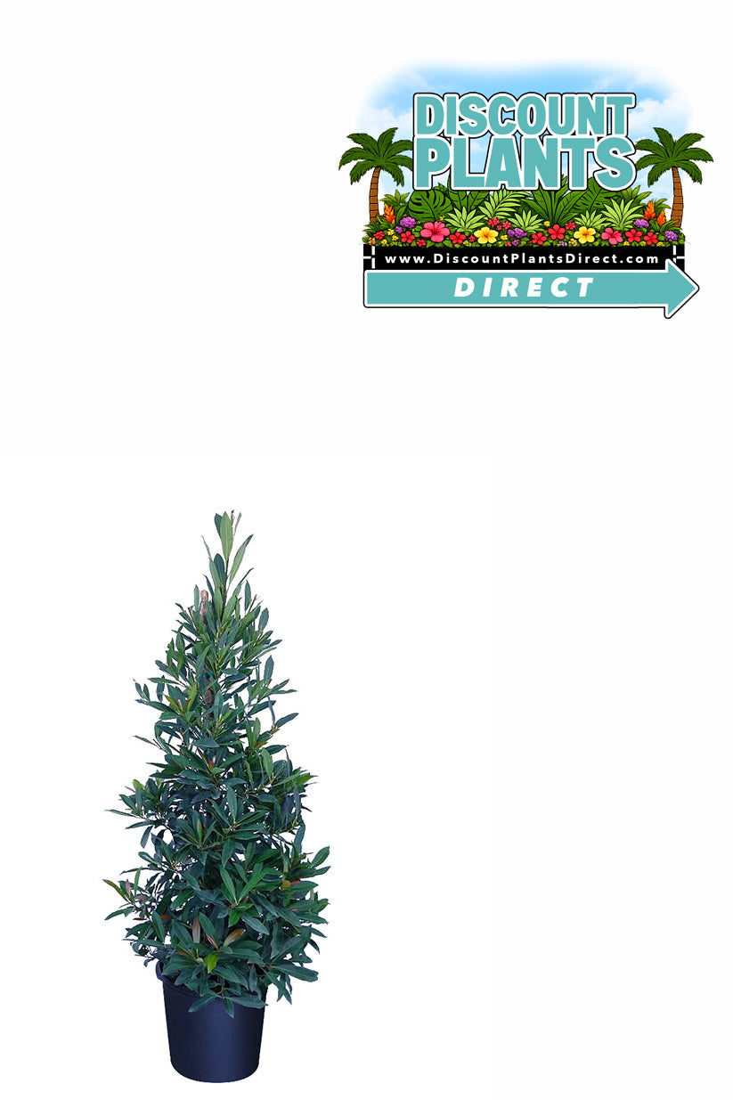 Elaeocarpus Japanese Blueberry